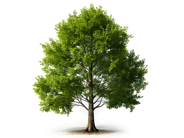 The Hoopoe, Bird of the Year 2022