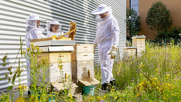 Seit 2015 unterstützt die Schreiner Group aktiv den Erhalt von Honigbienen.