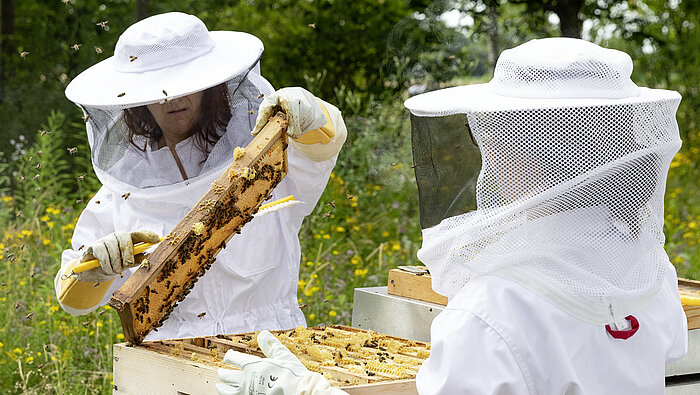 Die Schreiner Group beherbergt hauseigene Bienenvölker